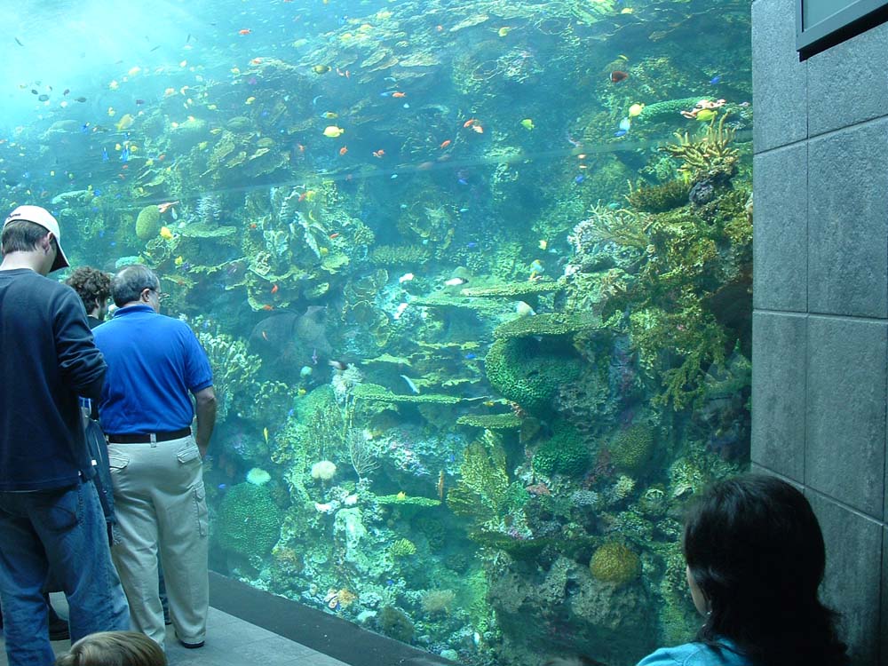 GA Aquarium - Pacific reef
