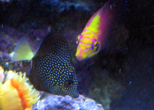 Gem Tang and Mystery Wrasse