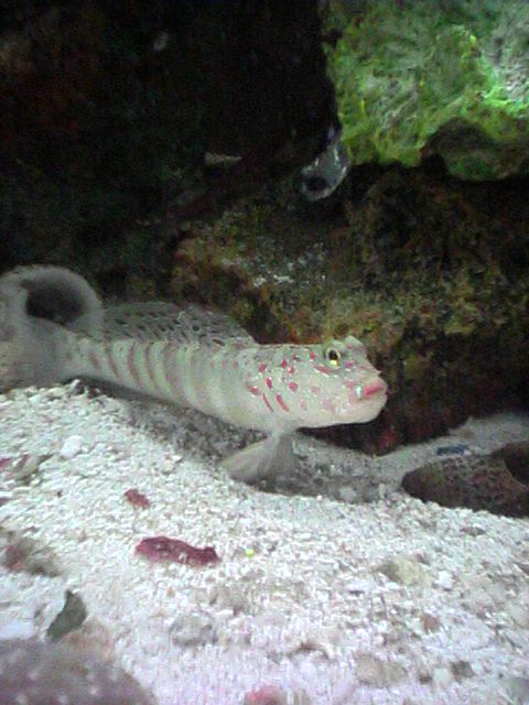 goby2