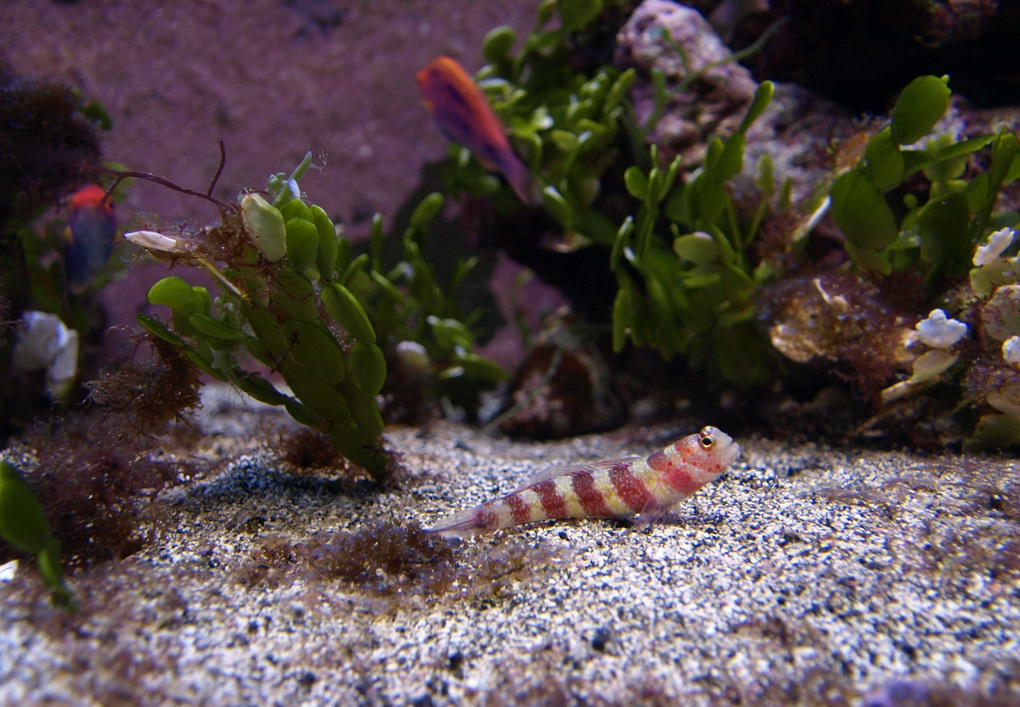 Goby_01