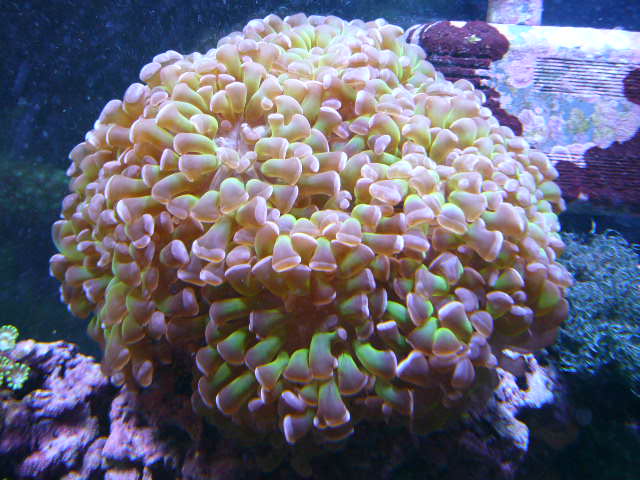 grape coral