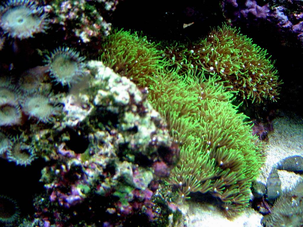 Green and Green Star Polyps