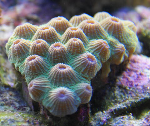 green and purple diploastrea frag from our 125 reef