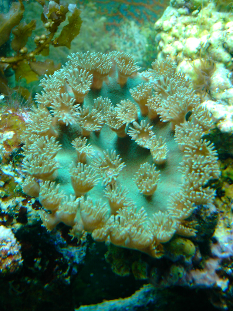 Green Cup Coral- new Pic