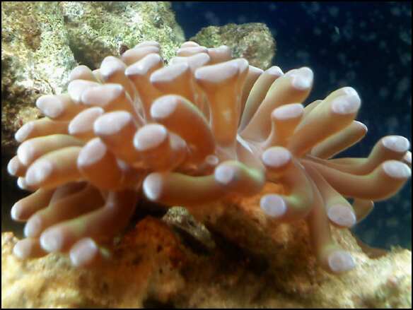 green hammer coral