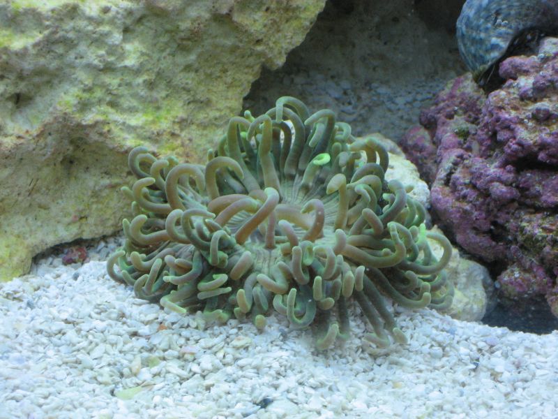 green long tentacle anemone