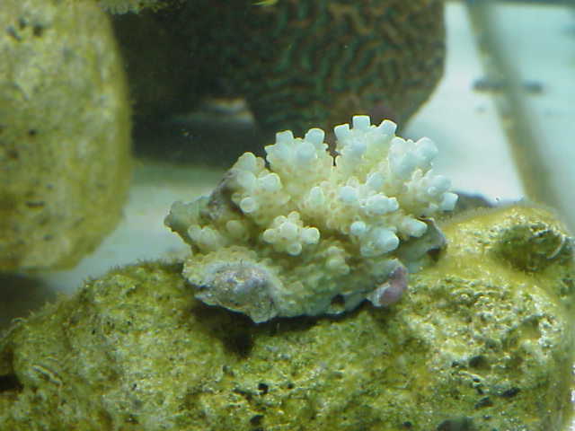 green/pink_polyp_acro