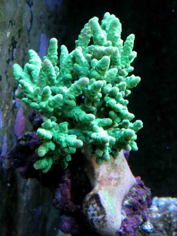 green-sinularia