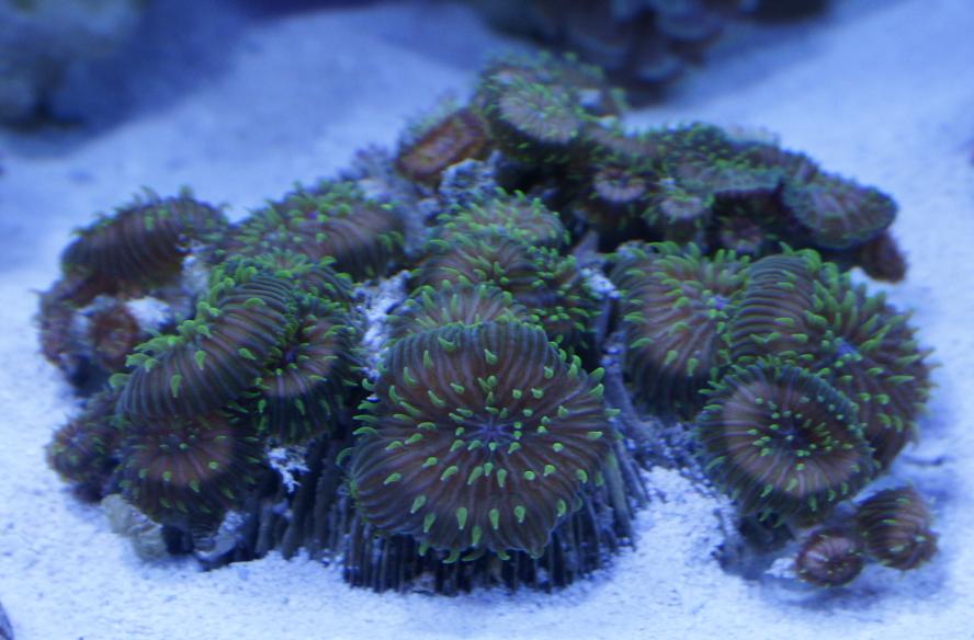 Green tipped plate corals