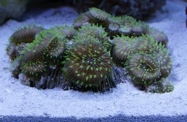 green tipped plate corals
