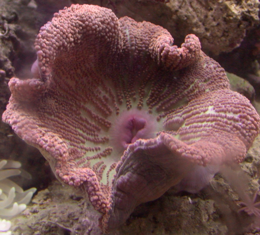 Haddoni anemone