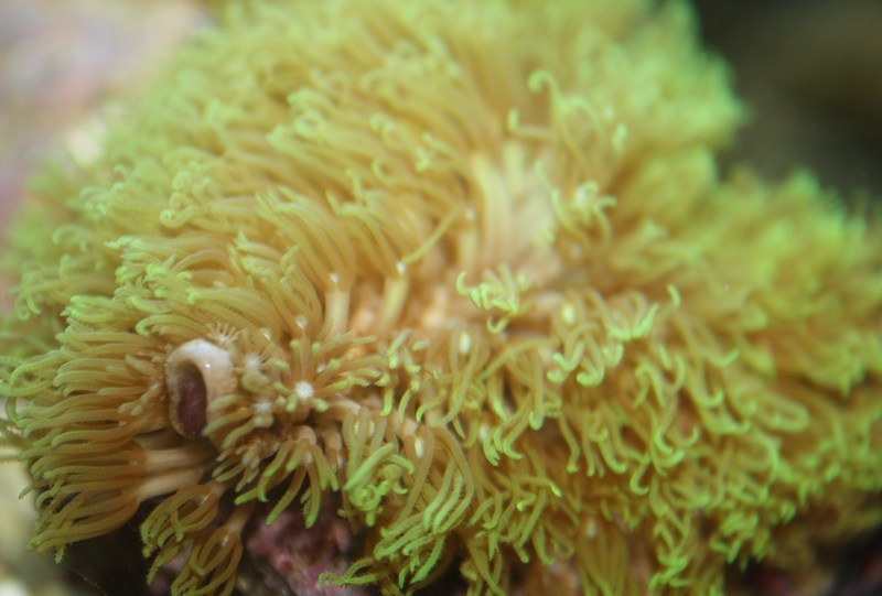 Hairy Coral