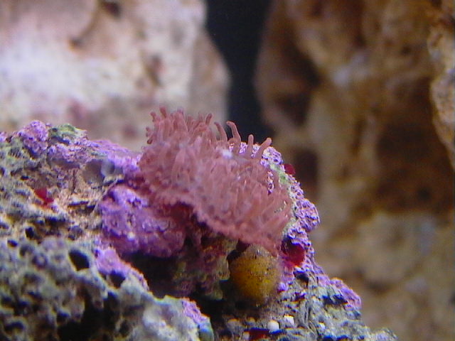 Hairy Mushroom Coral