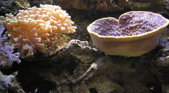 hammer and cup coral
