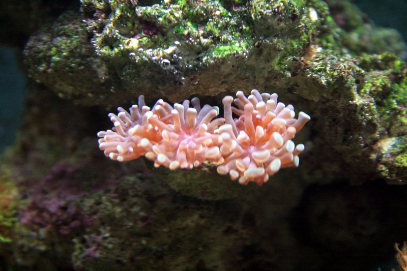 Hammer_Coral_Open_1