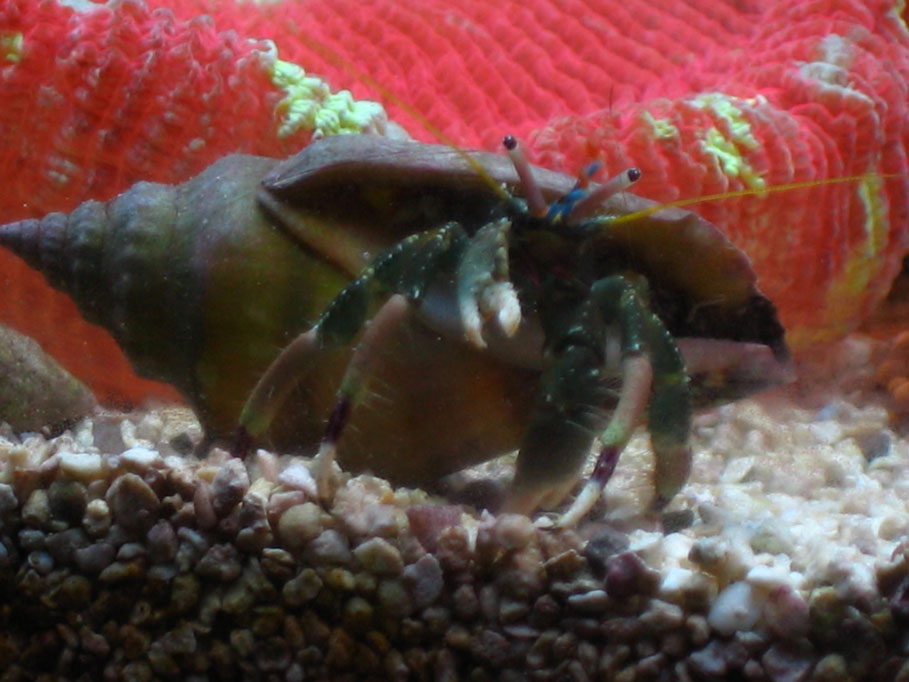 Hermit Crabs are cool!
