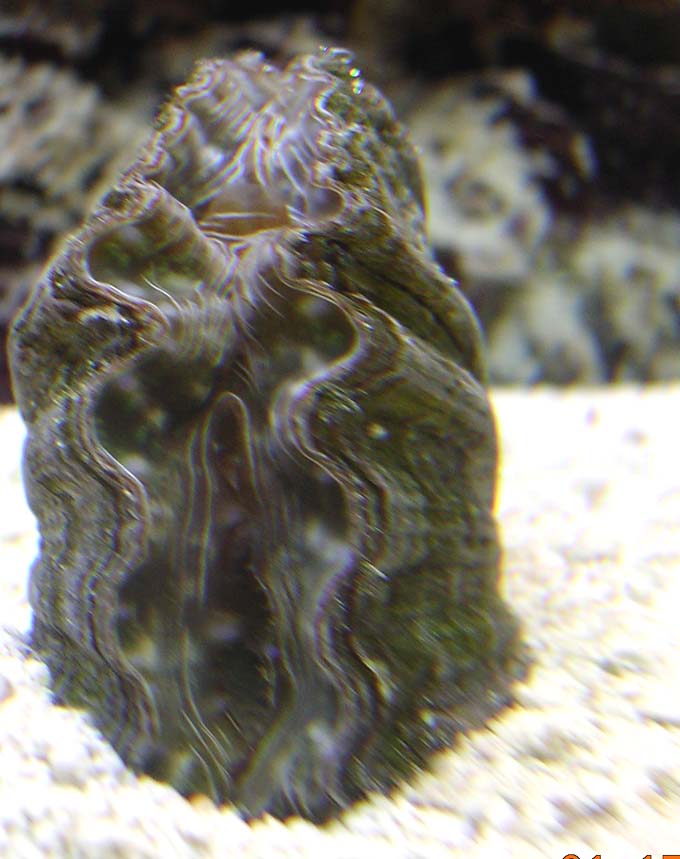 hippopus clam