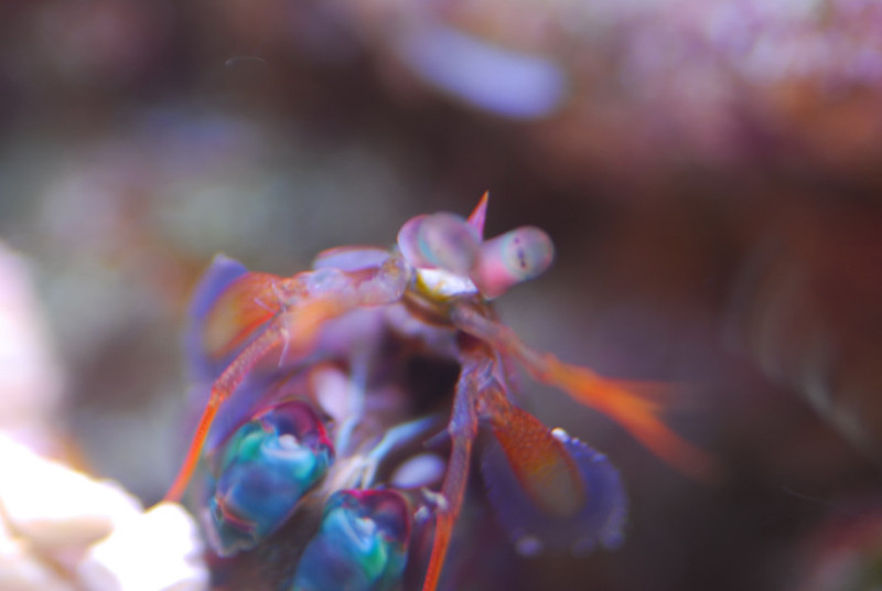 Hitch Hiker; Mantis Shrimp