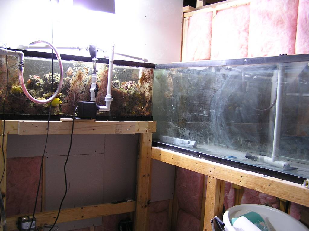 Inside new fish room