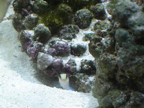 Jawfish, he's too fast to get a better pic of his whole body