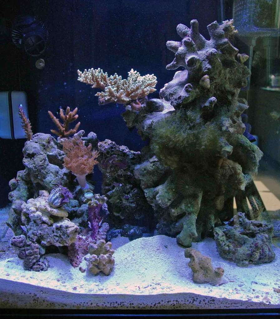 kapu's reef tank