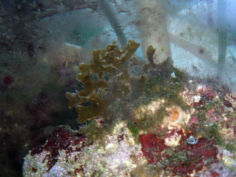 Kelp in the 29g on 6-20-04