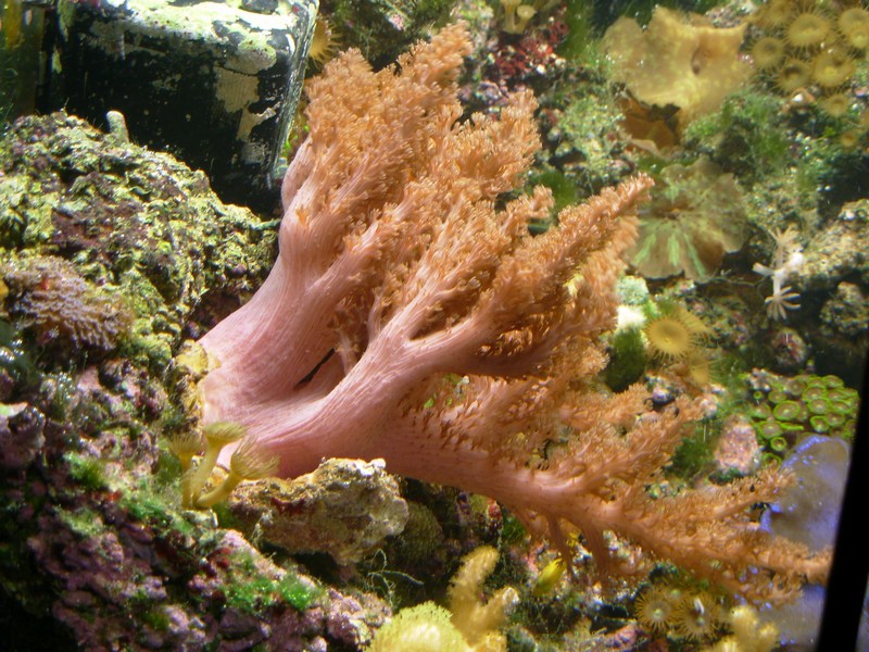 Large pink colt coral