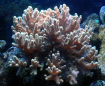 Large_Coral