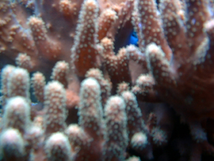Large_Coral_Close