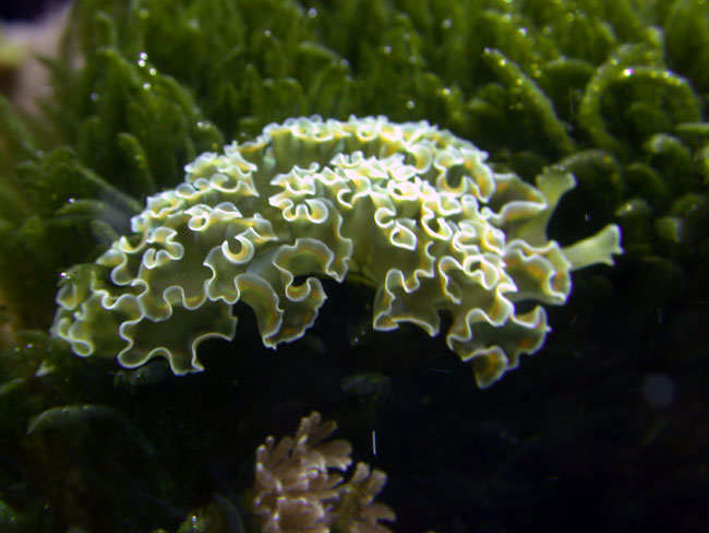 lettuce nudibranch