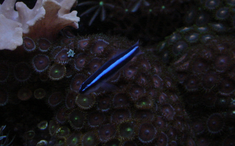 Lil' Blue (Neon Blue Goby)