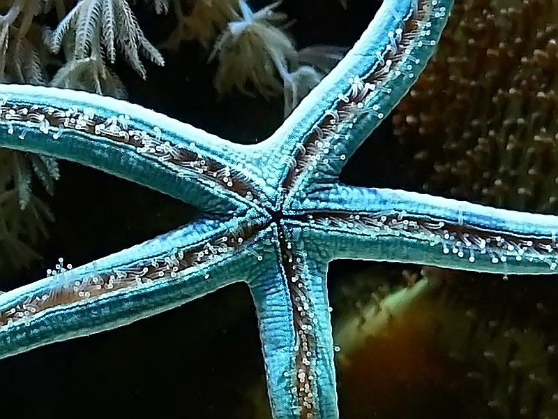 Linckia laevigata - blue starfish