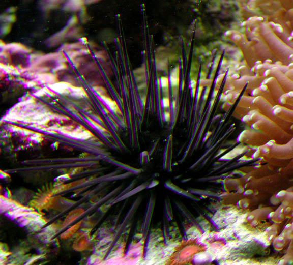 Long-Spined Sea Urchin