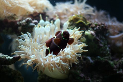 Maroon Clown and Bubble Tip