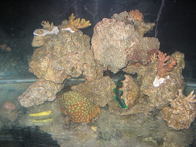 mini reef