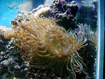 Monster Long Tentacle Anemone
