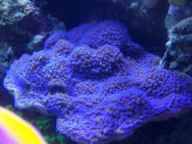 Montipora Peltiformis with blue polyps