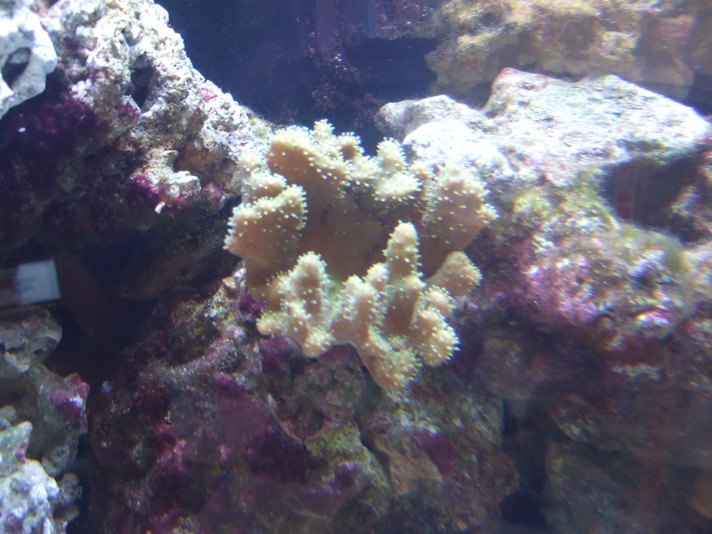 More coral pics
