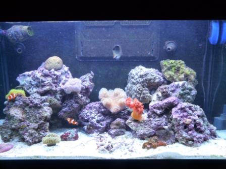 More of my corals