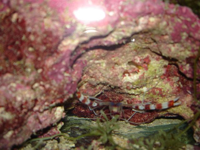 Mr. coral banded shrimpington