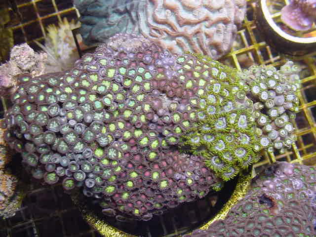 Multicolor Combo Zooanthid Rock