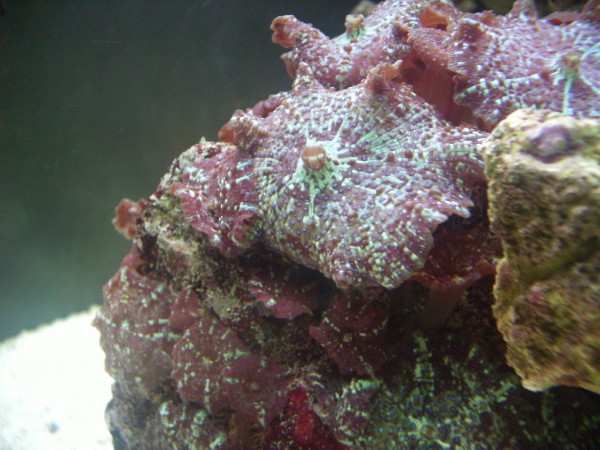 Mushroom Coral (Anenome)