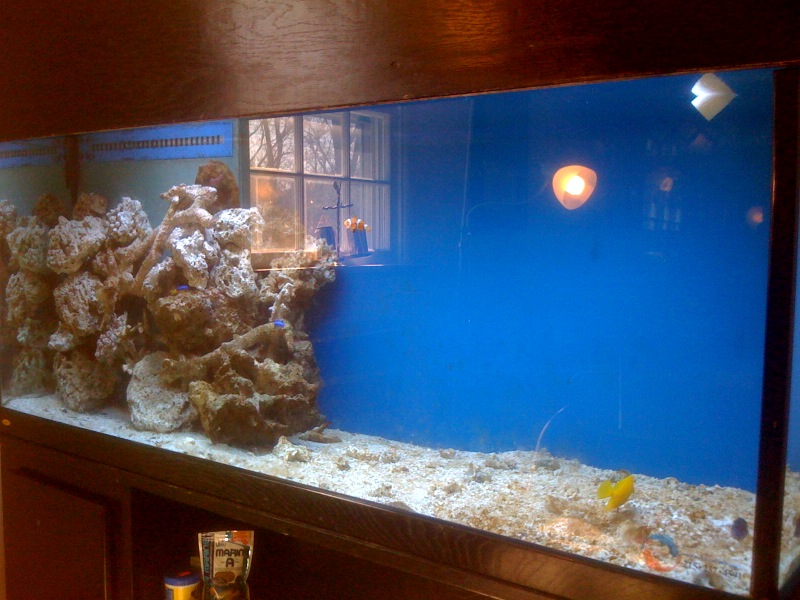 My 150gallon salt water aquarium (fish only for now) haha