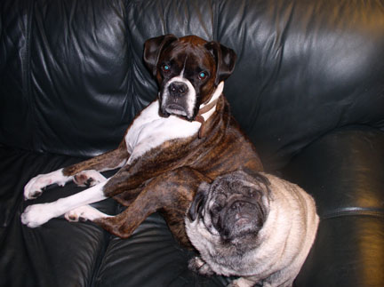 my 2 hounds... rocks(boxer)...monkey(pug)