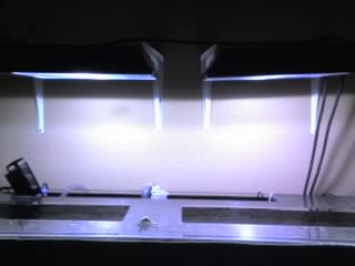 my 250w 14k MH lights