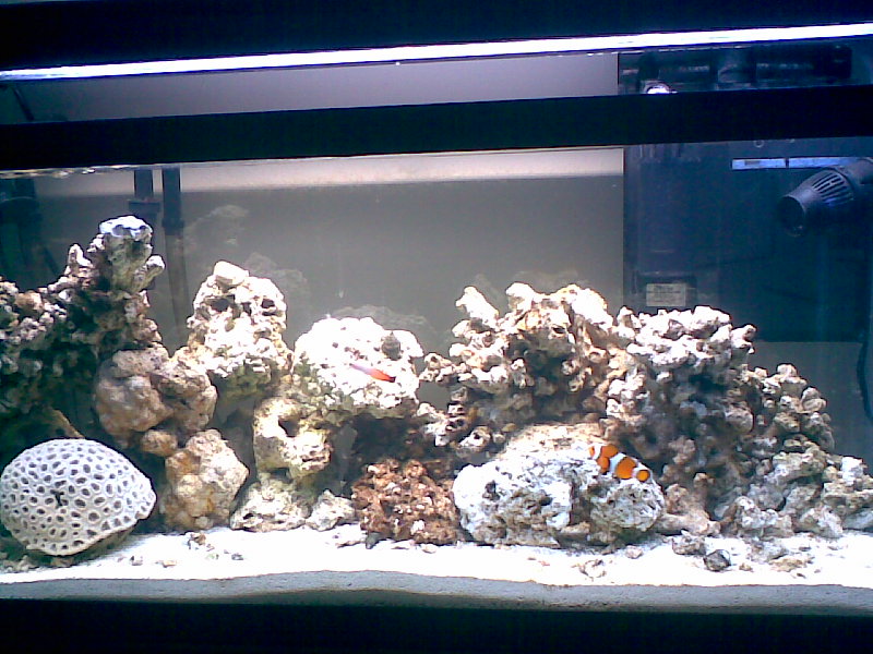 My 30 Gallon Reef tank