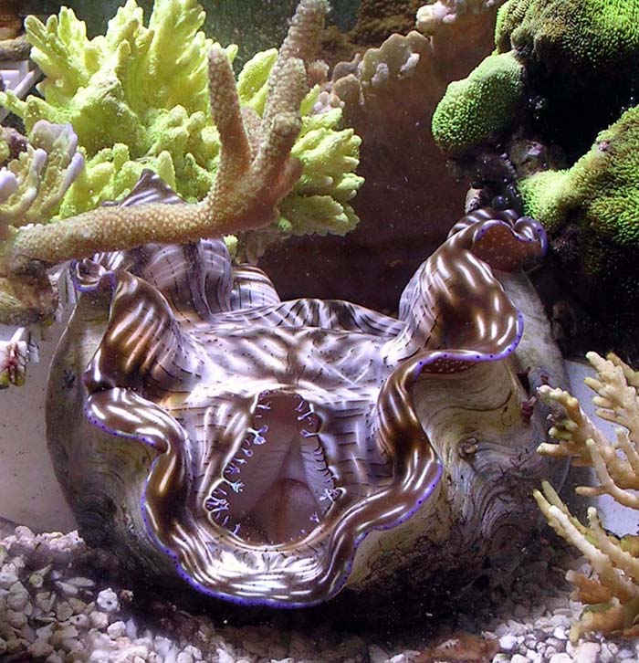 my clam