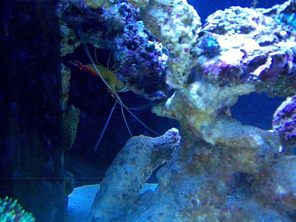 My Cleaner Shrimp Jacques. :)