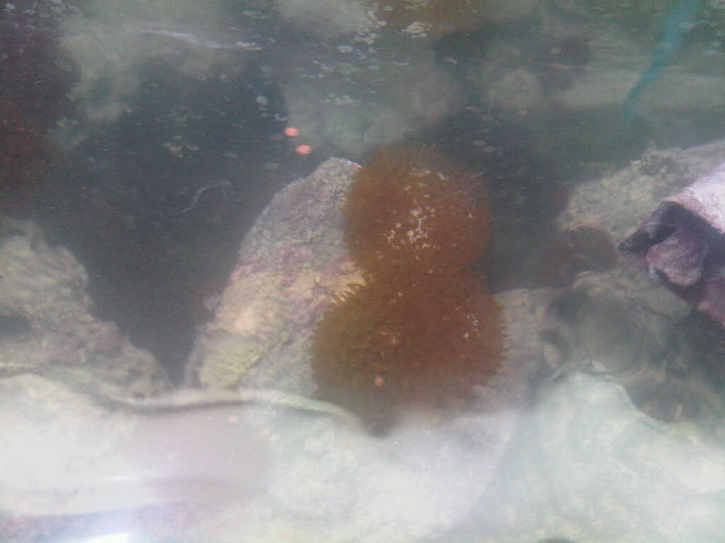 my corals