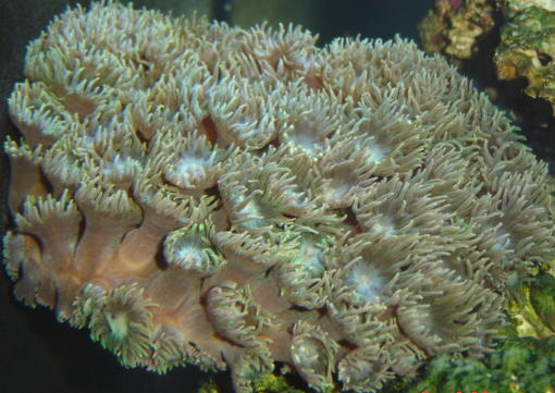 My current corals
